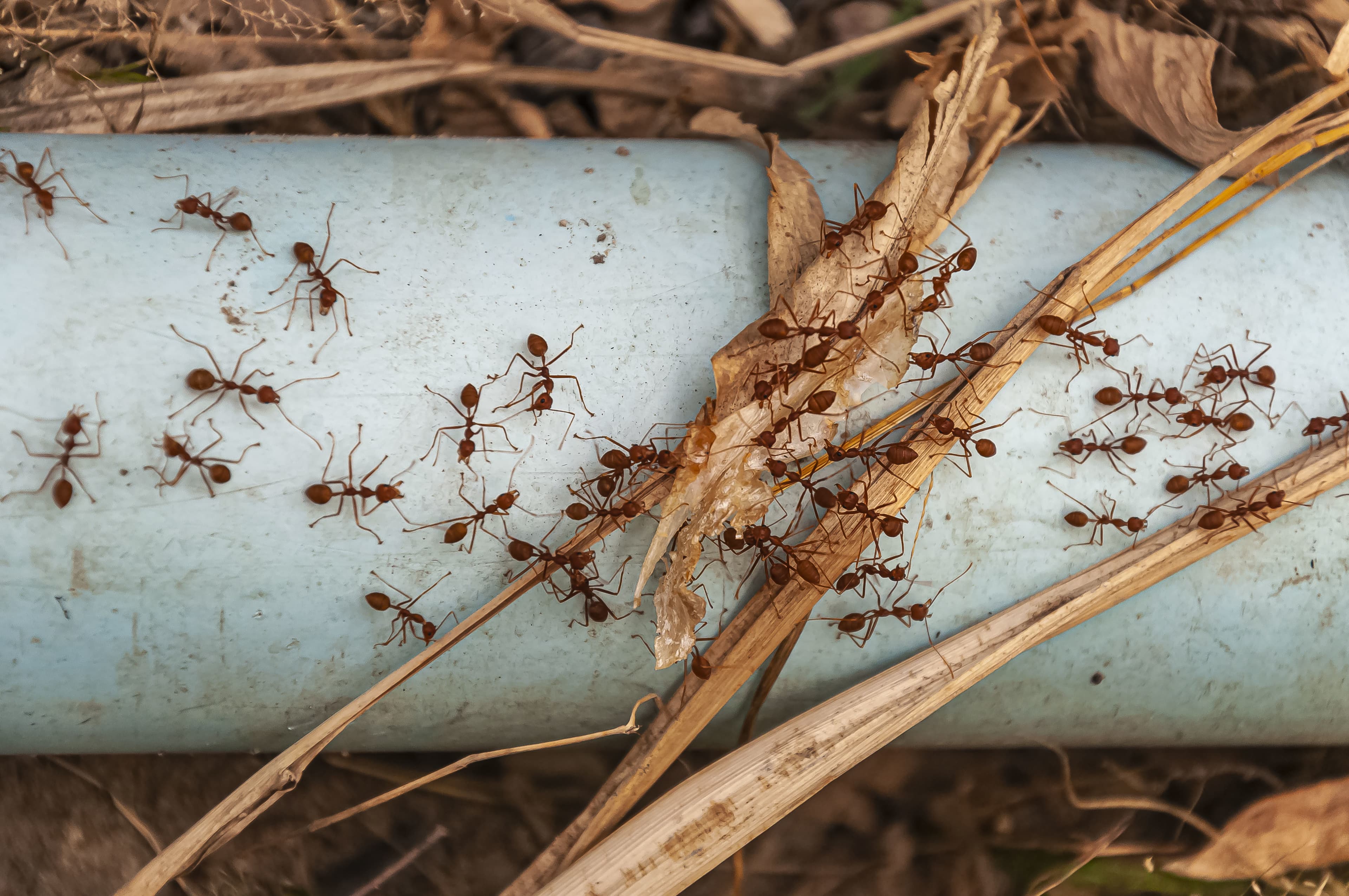 Ant damage in homes