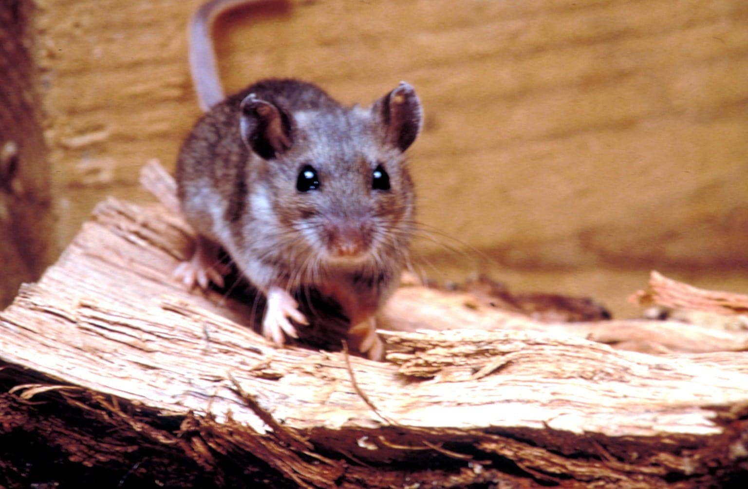 Deer Mice problem in Toronto homes