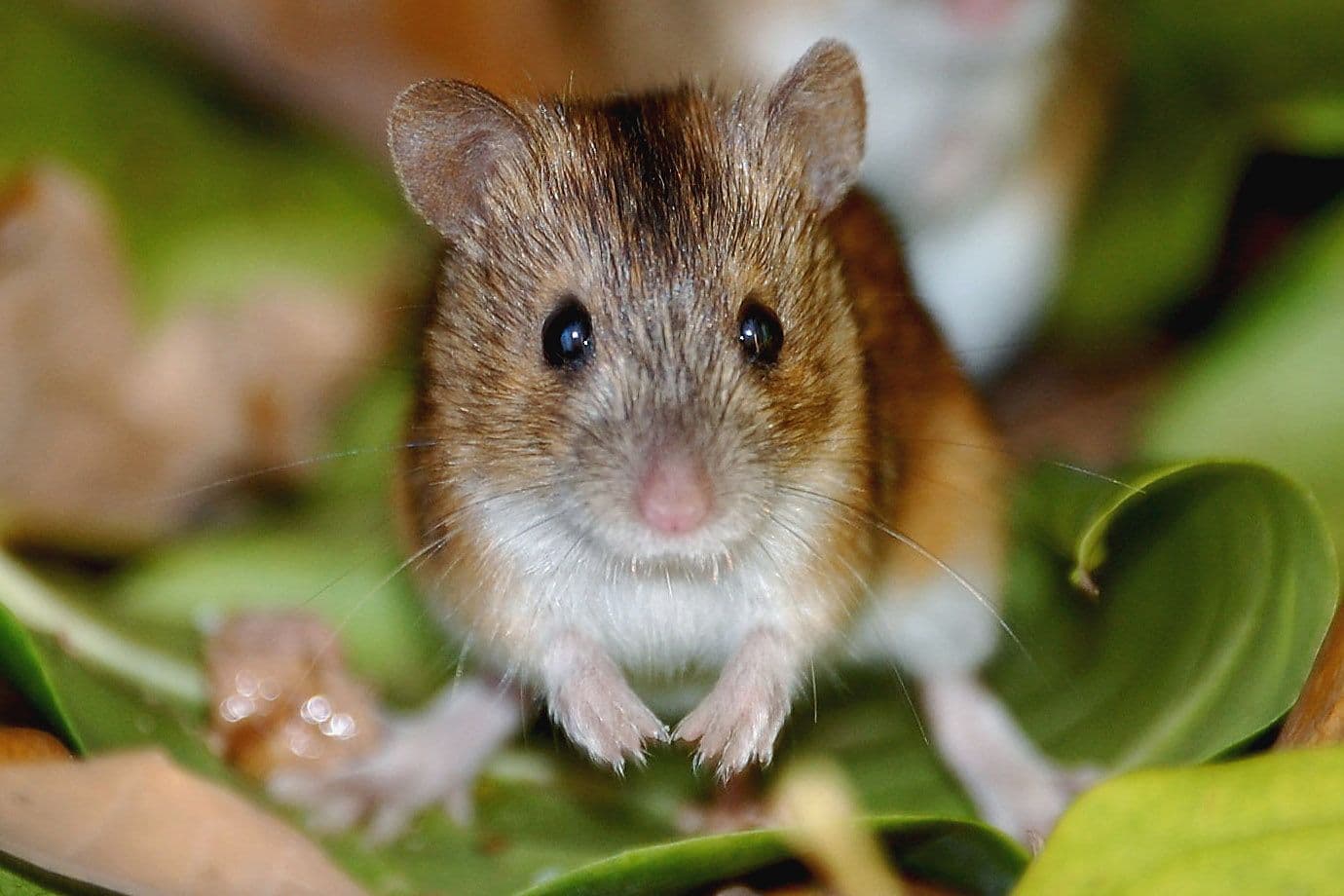 Field Mice problem in Toronto homes