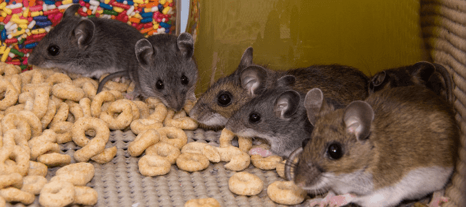 Mice damage in homes