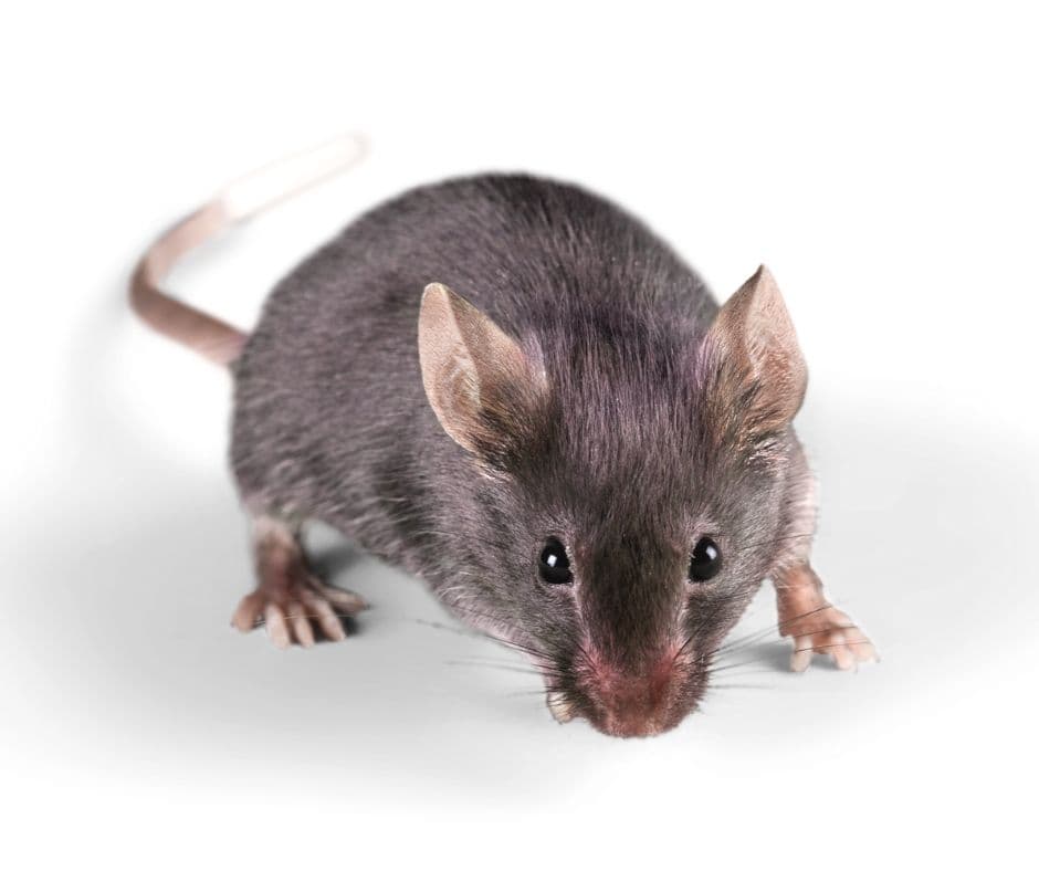 House Mice problem in Toronto homes