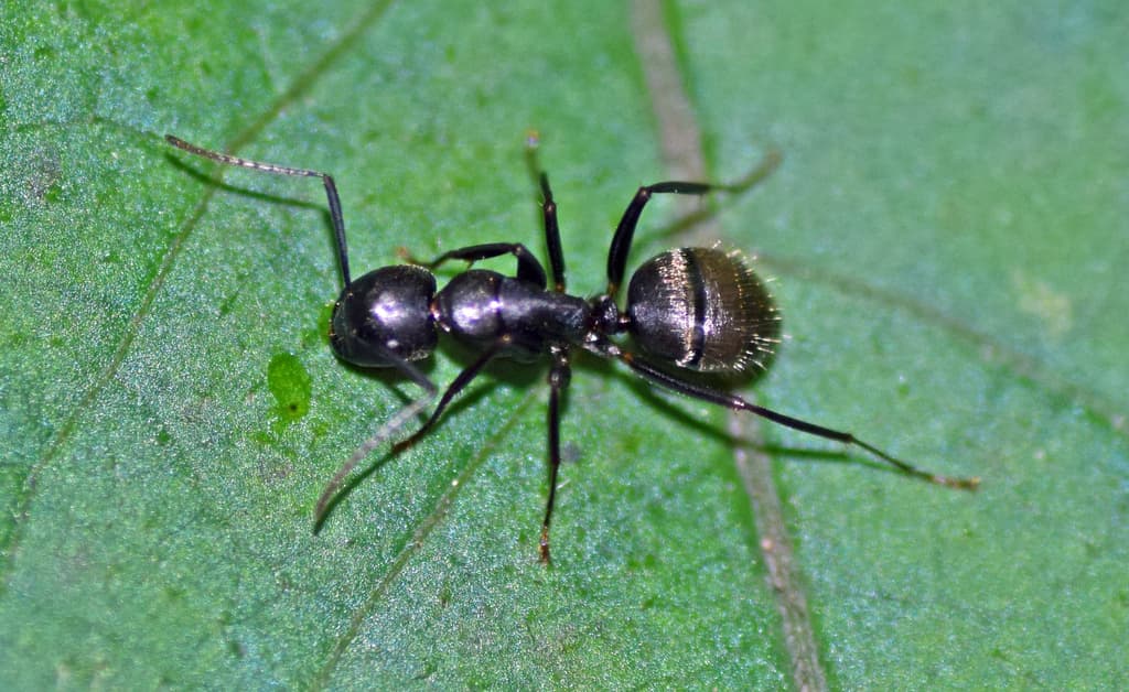Carpenter Ants problem in Toronto homes