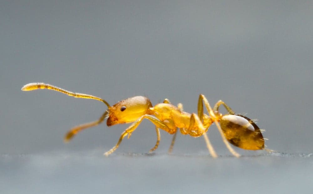 Pharaoh Ants problem in Toronto homes