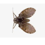 DRAIN FLY