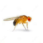 FRUITFLY