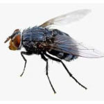HOUSEFLY