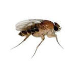 PHORIDFLY