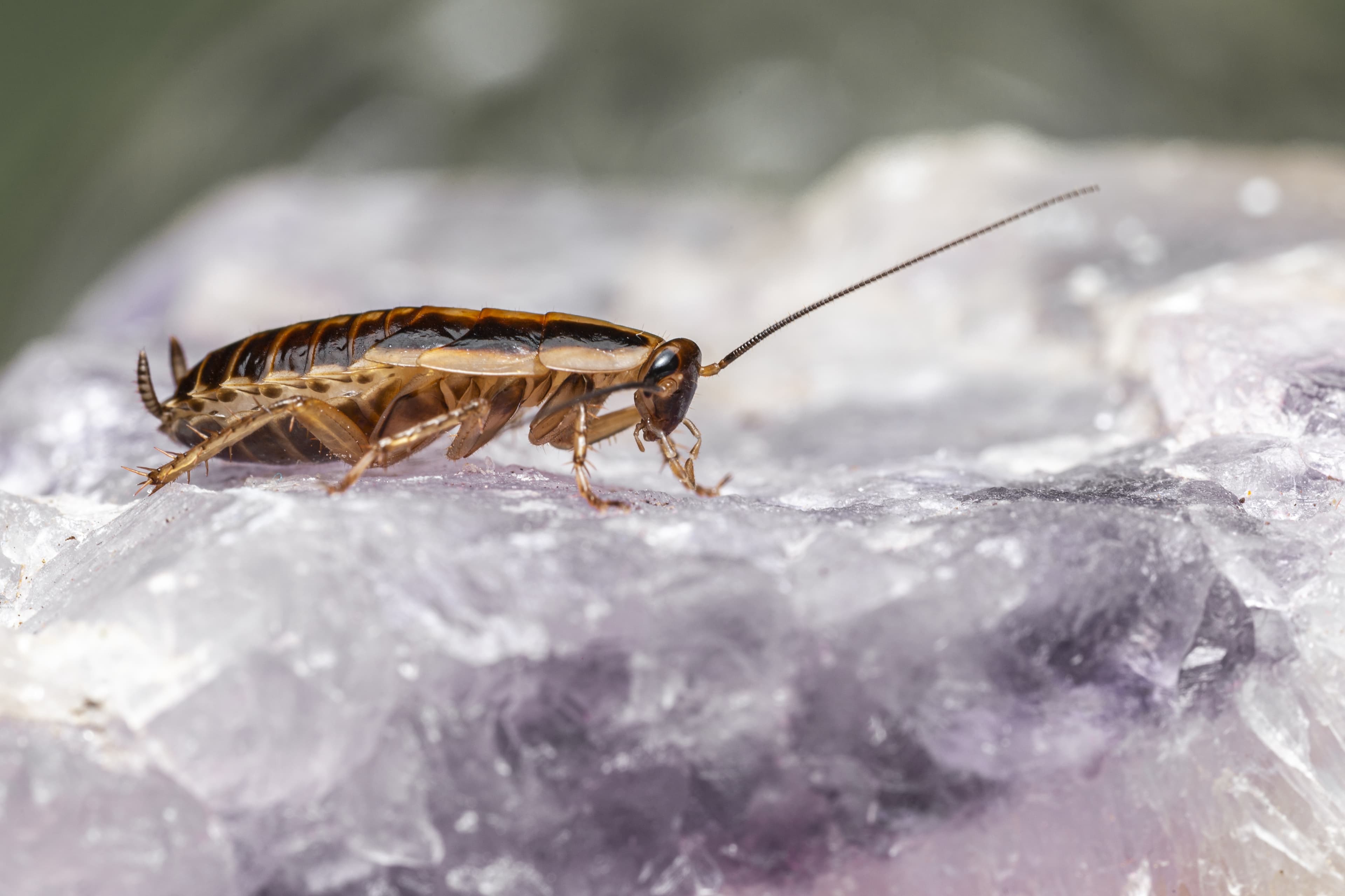 Best Cockroach Exterminator Toronto