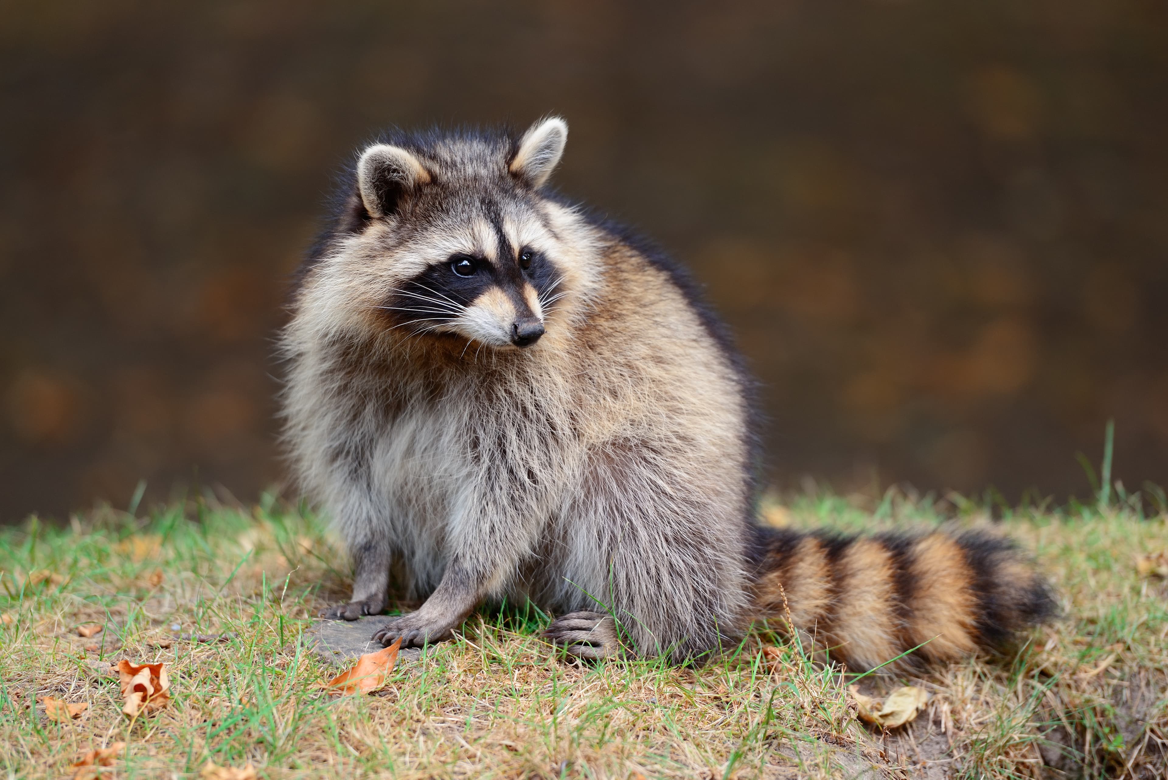 Best Raccoon Removal Services Toronto