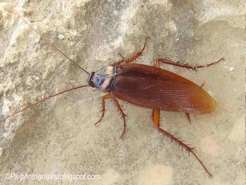 American Cockroach problem in Toronto homes