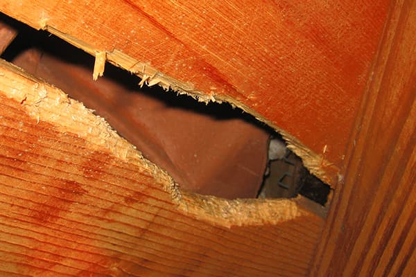Attic Destruction problem in Toronto homes
