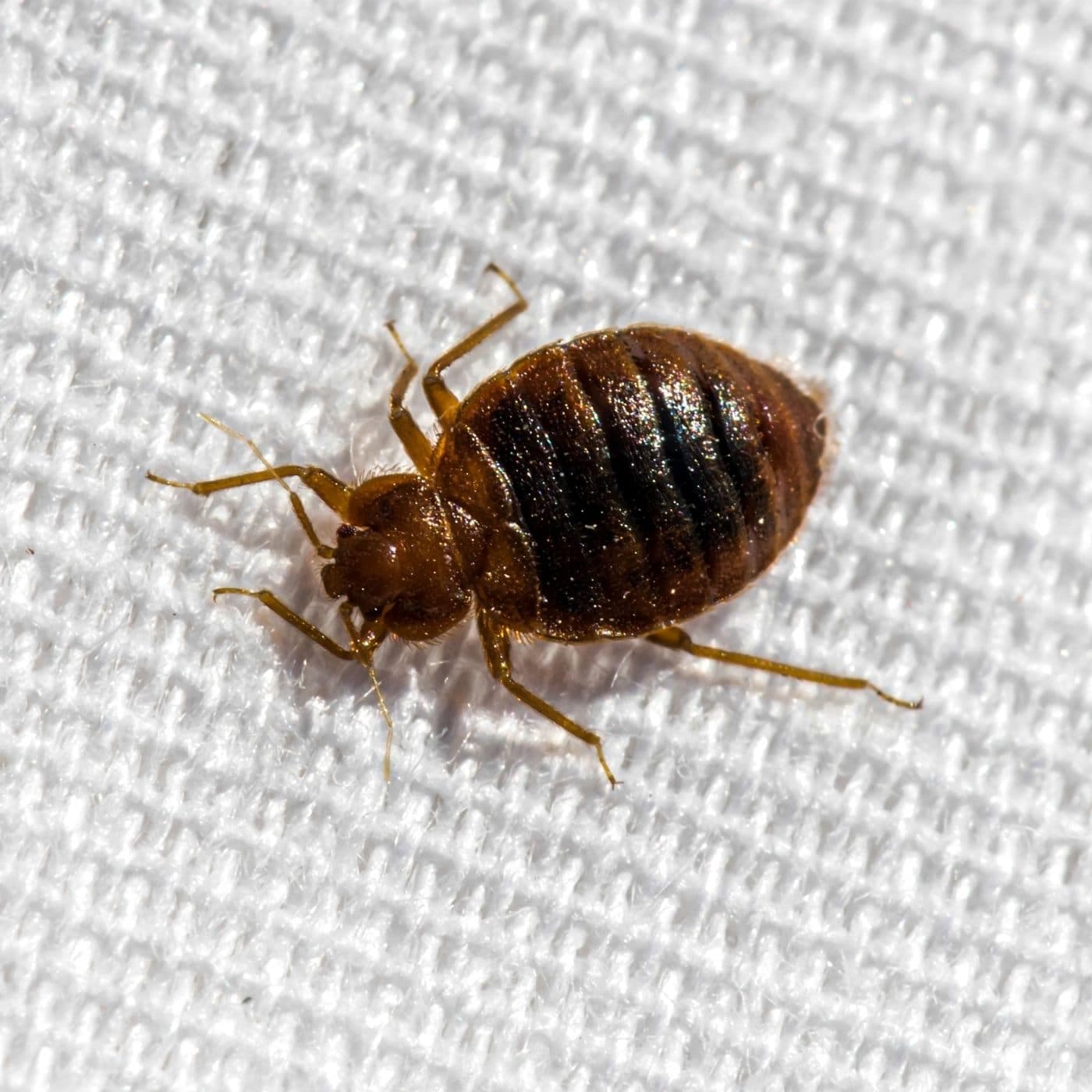 Common Bed Bugs problem in Toronto homes