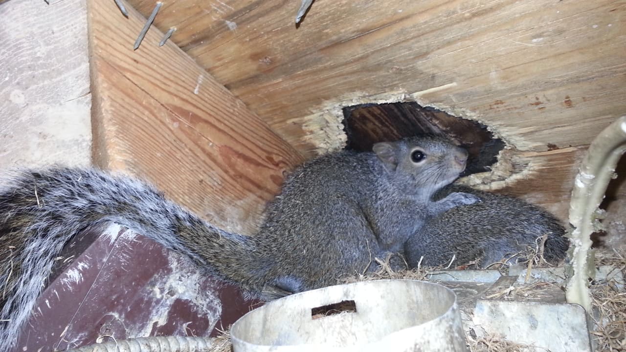 Squirrel damage in homes