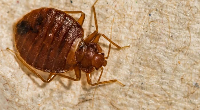 Tropical Bed Bugs problem in Toronto homes