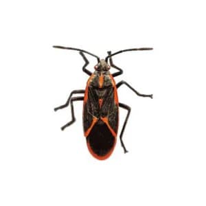 Box Elder Bugs