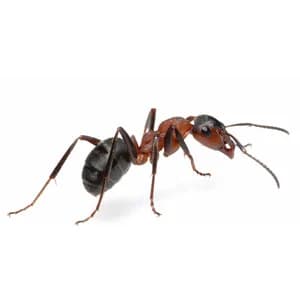 Ants