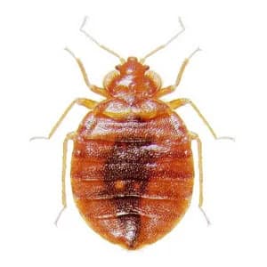 Bed Bugs