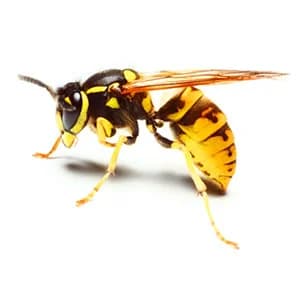 Bees/Wasps