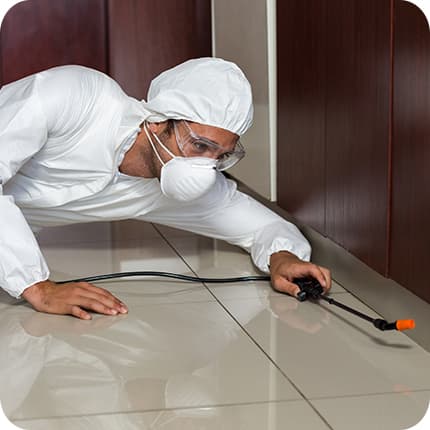 Common Household Pests