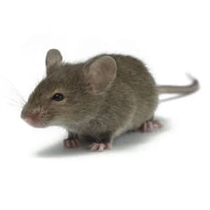 Mice/Rats