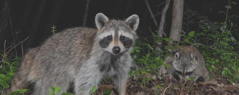 Wildlife Control Services