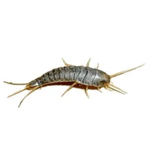 Silverfish