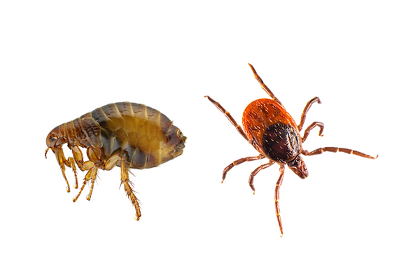 FleasTicks FleasTicks