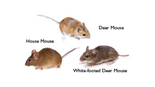 Why Mice Keep Coming Back to Your House? Here is What You Need to Know