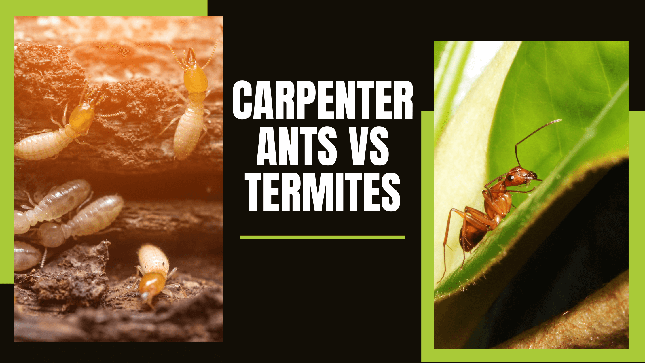 Carpenter Ants Vs Termites 1 
