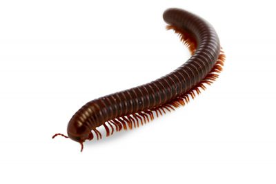 Gallary MILLIPEDE-400×267