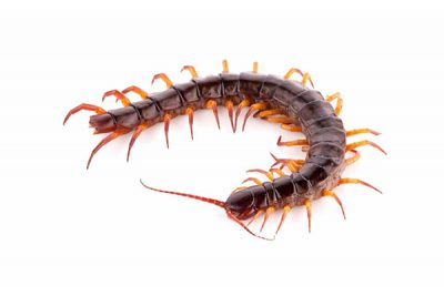 Gallary centipede