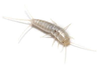Gallary silverfish-400×267