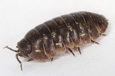Gallary sow bug
