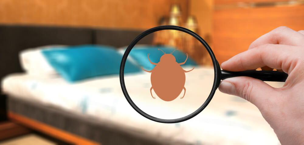 Best Bed Bugs Control in Toronto