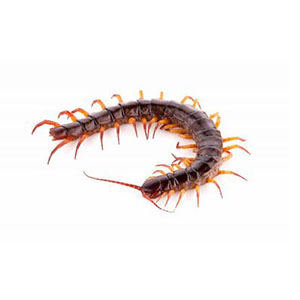 Centipede or Millipede