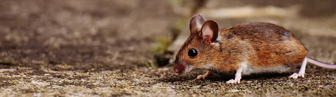 Mice Removal Services in Brampton, Toronto