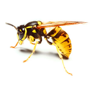 bees-wasps