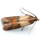 INDIAN MEAL MOTH