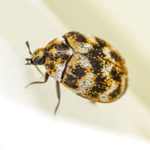 beetle carpet beetle