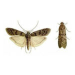 Moth Pest Control Brampton