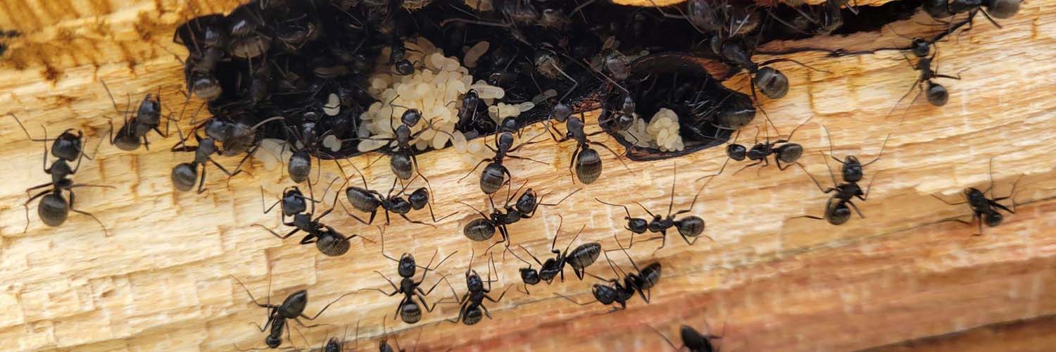 Carpenter Ants Control Toronto