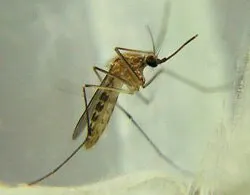 Culex Mosquitoes